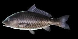 BLACK COMMON CARP