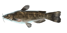 BULLHEAD CATFISH