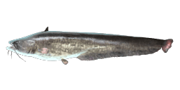 GIANT WELS CATFISH