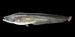 GIANT WELS CATFISH