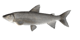 HOLSATIAN WHITEFISH