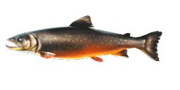 LAKE CONSTANCE ALPINE CHAR