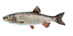 LAKE CONSTANCE CHUB