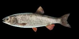 LAKE CONSTANCE CHUB