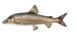 LAKE CONSTANCE WHITEFISH