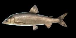 LAKE CONSTANCE WHITEFISH