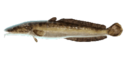 MARBLED BURBOT