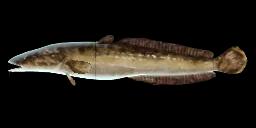 MARBLED BURBOT