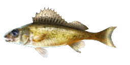 RUFFE