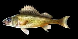 RUFFE