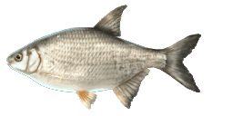 SILVER BREAM