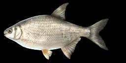 SILVER BREAM