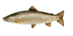 SILVER LAKE TROUT