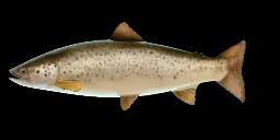 SILVER LAKE TROUT