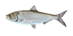 AMERICAN SHAD