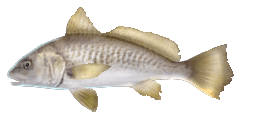 ATLANTIC CROAKER