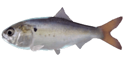 MENHADEN