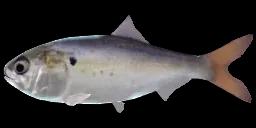 ATLANTISCHER MENHADEN