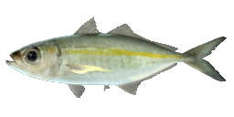 BIGEYE SCAD