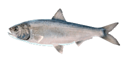 BLUEBACK SHAD