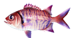 CLAN SOLDIERFISH