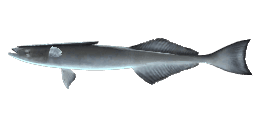 COMMON REMORA