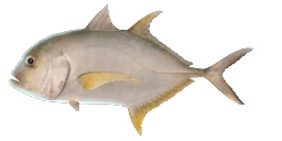 CREVALLE JACK