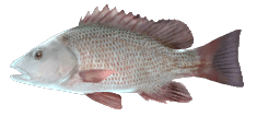 GRAY SNAPPER