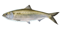 HICKORY SHAD