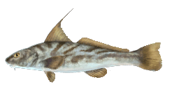 NORTHERN KINGFISH