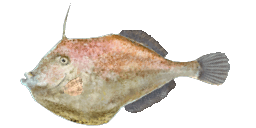 ORANGE FILEFISH