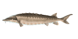 SHORTNOSE STURGEON