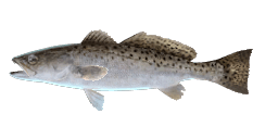 SPOTTED WEAKFISH