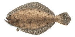 SUMMER FLOUNDER