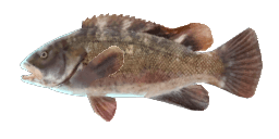 TAUTOG