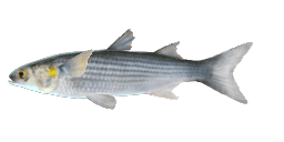 WHITE MULLET