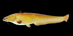 ALBINO WELS CATFISH