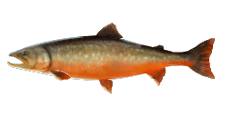 ARCTIC CHAR