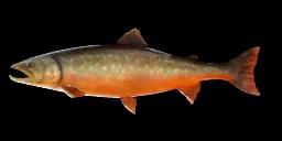 ARCTIC CHAR