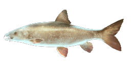 BARBEL