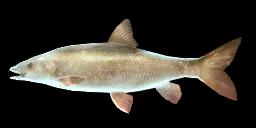 BARBEL