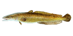 BURBOT