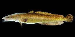 BURBOT