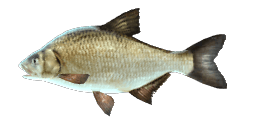 BREAM