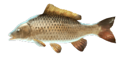 EUROPEAN CARP