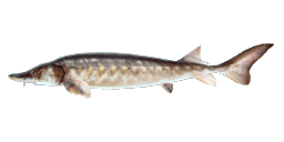 EUROPEAN STURGEON