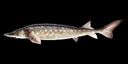 EUROPEAN STURGEON