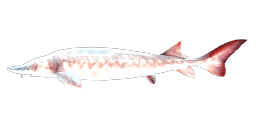 STERLING STURGEON