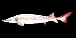 STERLING STURGEON