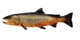 FEROX TROUT